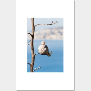 Eurasian Collared Dove Posters and Art